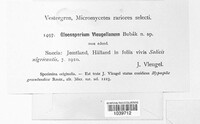 Gloeosporium vleugelianum image